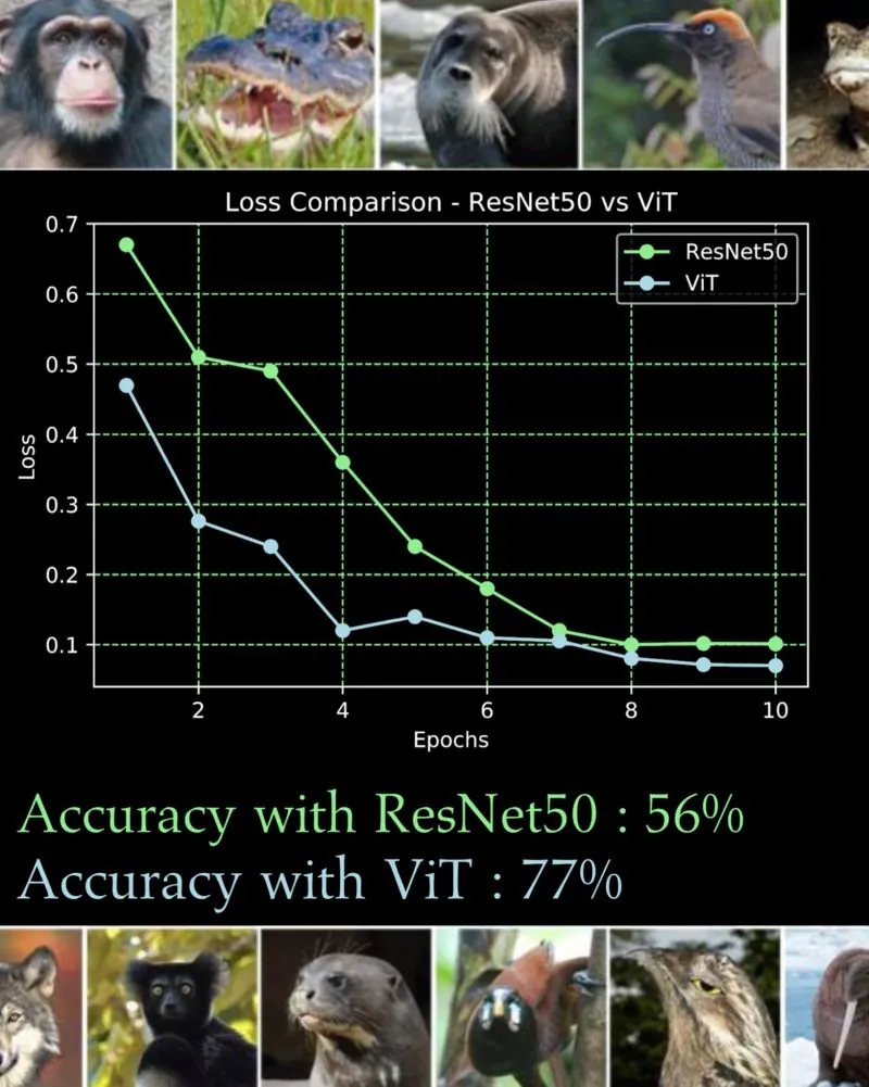 ResNet50 vs ViT hero