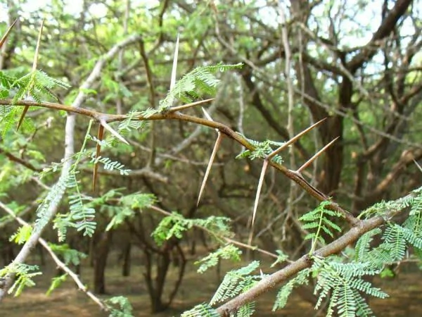 karuvelam